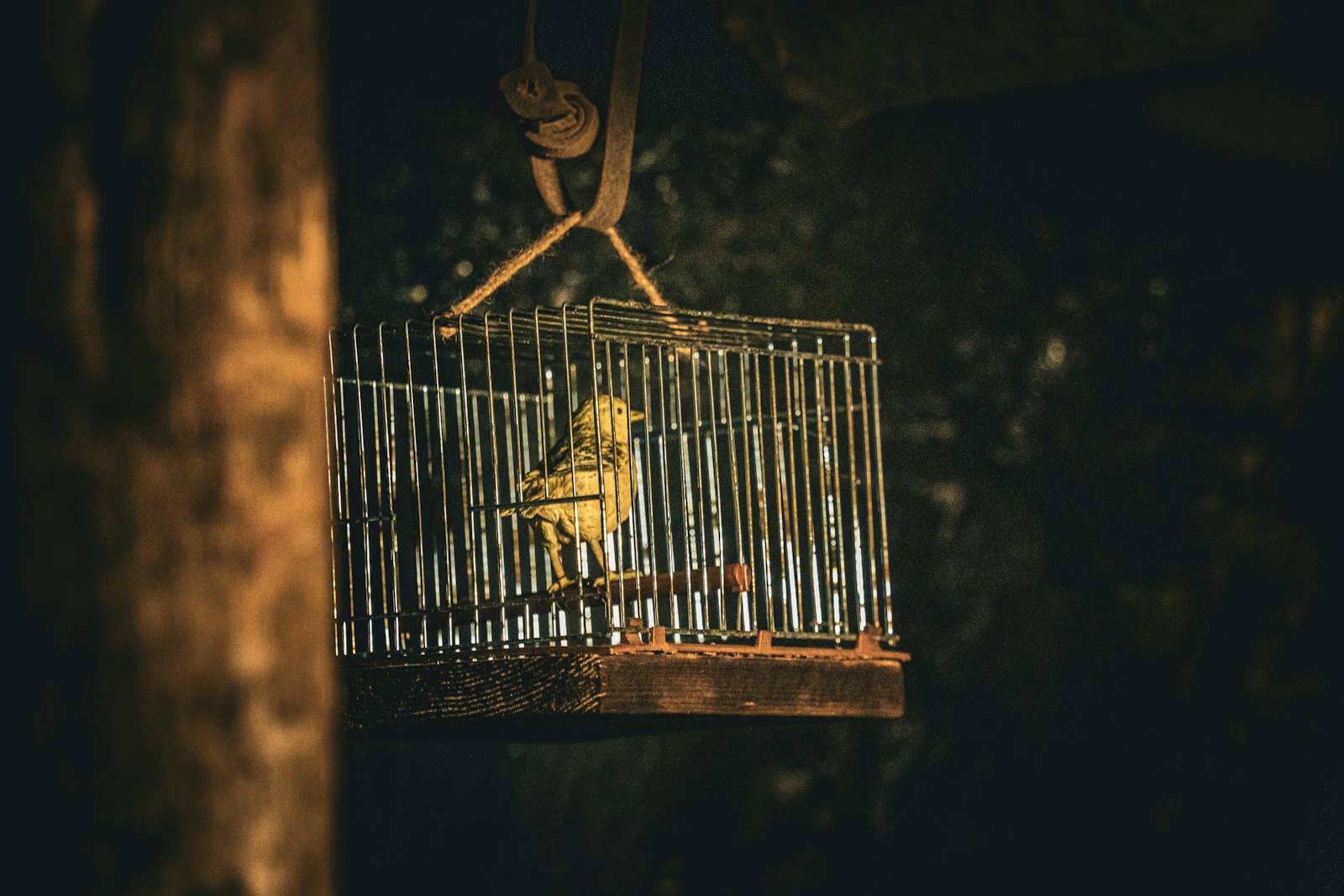 A canary in a cage